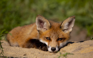 Small fox sandy ground green - a small fox free wallpaper