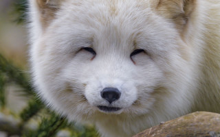 Polar bear sad stand tree - his face and nose free wallpaper