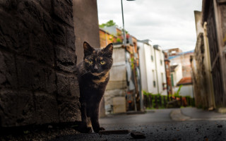 Black cat building street light - a cat free wallpaper for desktop