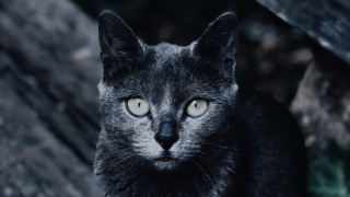 Black cat yellow eyes outdoors - a black cat free wallpaper for desktop