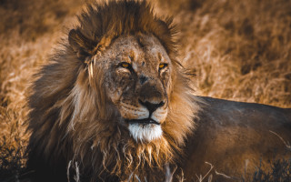 Lion mane field yellow eye - a yellow eye free wallpaper