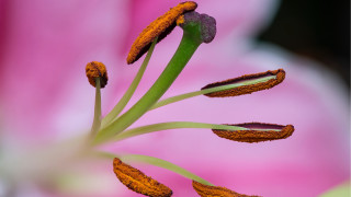 Flower closeup blurry background green 2 - a green stem free wallpaper