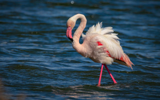 Flamingo water legs open underwater - its beak open free wallpaper