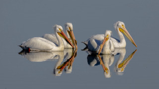 Three white pelicans water reflections - their beak free wallpaper for desktop