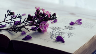 Flower book bug butterfly cloud - a picture of a flower free wallpaper