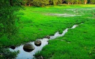 Lush green stream forest meadow - a lush green field next free wallpaper for desktop
