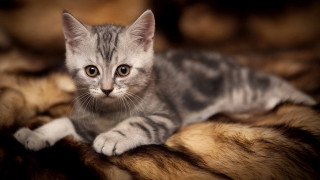 Curious kitten on fur blanket - clovis trouille free wallpaper