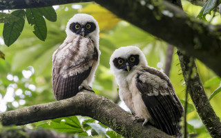 Two owls forest bush nature - two owl free wallpaper