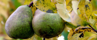 Pears tree branch yellow green - olive skin free wallpaper