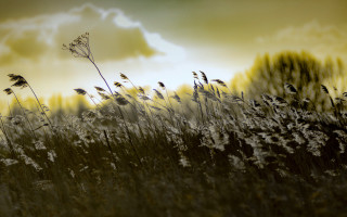 Tall grass sky clouds yellow - a sky in the background free wallpaper for desktop