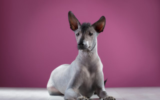 Hairless dog pink background black - spot free wallpaper