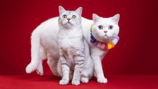 Two cats rainbow collar red - professional free wallpaper