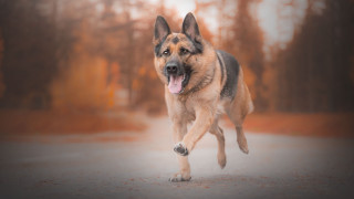 Dog running road trees person - the background and a person free wallpaper for desktop