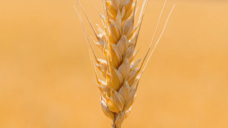 Wheat bird macro precisionism orange - heavy grain free wallpaper for desktop