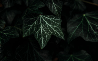 Green leaf vines bamboo plant - the leaf free wallpaper