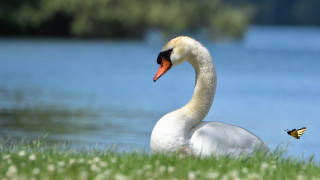 White swan lush green field - a lush green field next free wallpaper