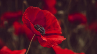 Red poppy flower macro shallow - red flower free wallpaper