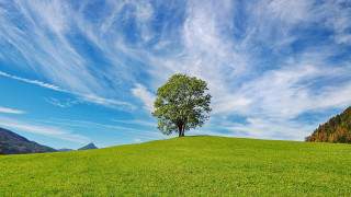 Lone tree grassy hill mountains - a grassy hill free wallpaper for desktop