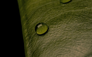 Leaf water drops macro photorealism 7 - a close up of a leaf free wallpaper