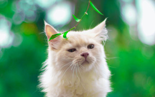 White cat green string moon - dof free wallpaper