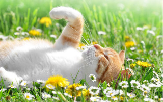 Cat grass daisies sunny nature - daisy free wallpaper