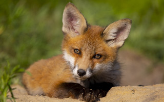 Small fox sand grass sad - a small fox free wallpaper