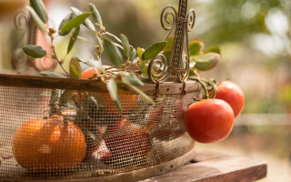 Basket tomatoes oranges outdoor sunny - fall vibrancy free wallpaper