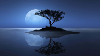 Moonlit tree island ocean night - moonlight free wallpaper for desktop