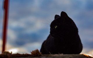 Black cat wooden table red - a black cat free wallpaper for desktop