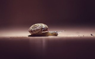 Snail ground dark background macro - a snail free wallpaper for desktop