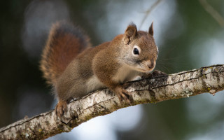 Squirrel surprised tree branch animal - a squirrel free wallpaper for desktop