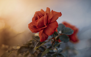 Red rose foreground blurry background - single free wallpaper