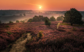 Sunset foggy path tree field - a path in a field free wallpaper