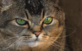 Cat green eyes closeup portrait - a cat free wallpaper