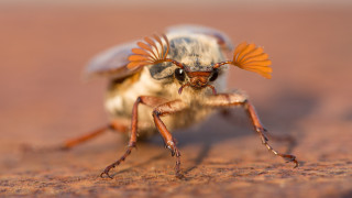 Bug dirt sand blurry sunset - a surface free wallpaper
