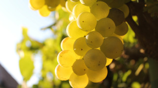 Grapes vineyard blurry background bokeh - a bunch of grapes free wallpaper