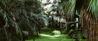 Lush green forest field plants - jungle free wallpaper