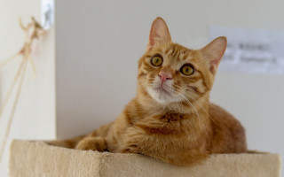 Cat wall clock twine outdoors - professional photo free wallpaper for desktop