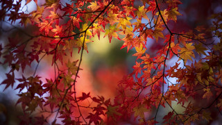 Fall red leaves tree blurry - the fall season free wallpaper