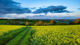 Yellow flower field dirt path - a dirt path free wallpaper