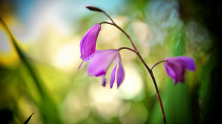Purple flower macro outdoors shallow - elizabeth durack free wallpaper