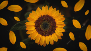 Large sunflower yellow leaves black - pincushion len free wallpaper