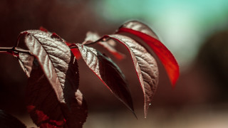 Red leaf macro shallow depth - a red leaf free wallpaper for desktop