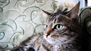 Serious cat couch green eyes - the camera free wallpaper for desktop