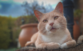 Cat rock looking up shallow - plant free wallpaper