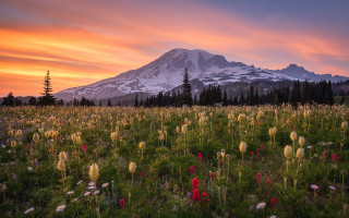 Snowy mountain flower trees sunset - flower and trees free wallpaper
