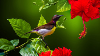 Bird red flower green background - a green background behind free wallpaper for desktop