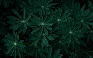 Green leaves closeup bamboo plant - the leaf free wallpaper