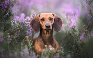 Sad dog flower field portrait - renaissance free wallpaper for desktop