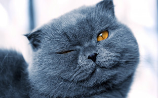 Gray cat yellow eyes sad 2 - its face and chest free wallpaper for desktop